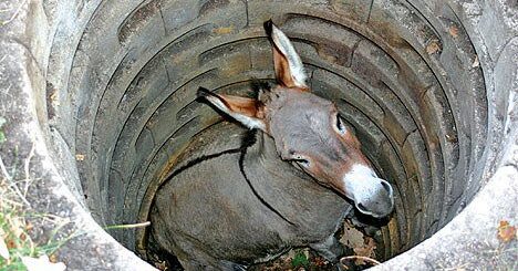 ослик в колодце