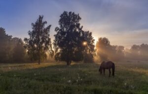 поляна с лошадью