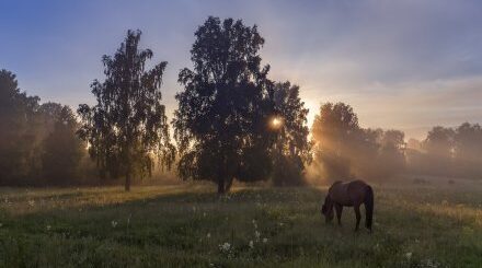 поляна с лошадью